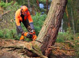 How Our Tree Care Process Works  in  Bonney Lake, WA