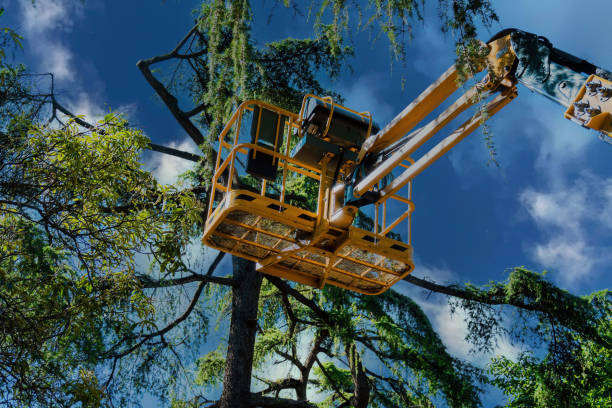 Professional Tree Care Services in Bonney Lake, WA